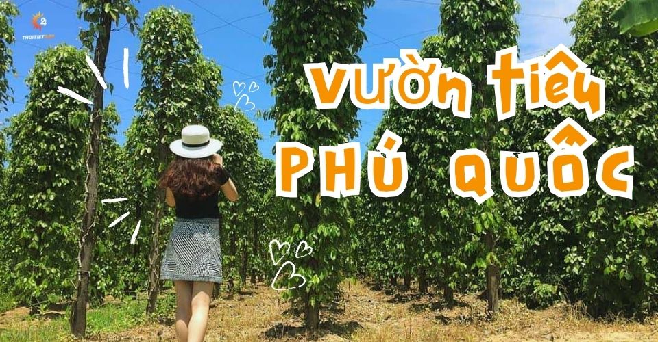 Vườn tiêu Phú Quốc - Địa điểm check-in nhất định phải ghé thăm